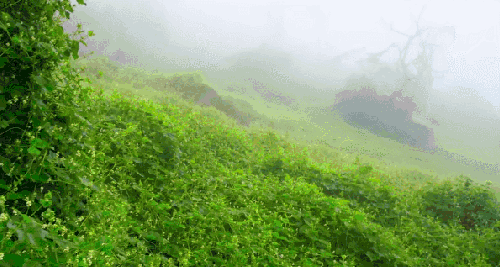 地球脉动 山坡 朦胧 纪录片 雾 风景