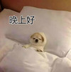 晚上好 狗狗 躺床上 困死了 没精神
