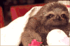 树懒 sloth 萌宠