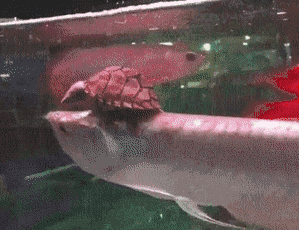 乌龟 趴在鱼身上 水里 玻璃