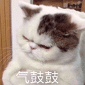 猫咪 生气 气鼓鼓