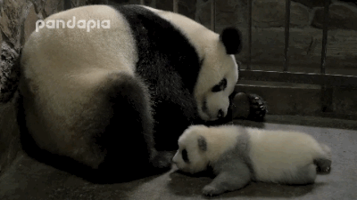 熊猫 母子 可爱 乖