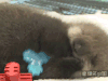 水獭 萌 玩具 可爱