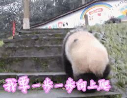熊猫 我要向上爬
