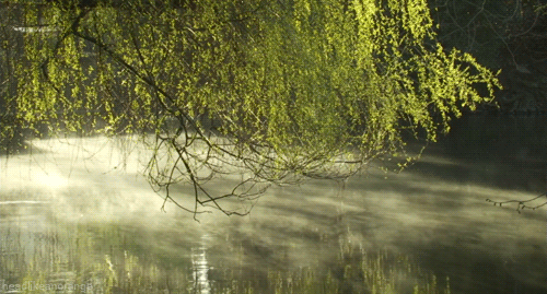 自然 湖水 大树 漂亮 春天