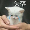 萌宠 猫星人 失落 委屈 难受 想哭