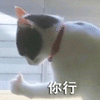 萌宠 猫 猫咪 点赞 你行 赞