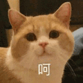 沙雕猫 猫咪 猫 可爱猫 猫表情包 猫咪表情包 小猫