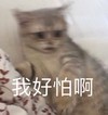 萌宠 喵星人 我好害怕 好怕呀 活泼 淘气
