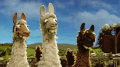 动画 骆驼 眨眼 放电 wink