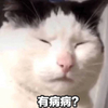 萌宠 猫星人 有病病 不想看你 呆萌 可爱