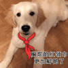 更加鲜艳了 狗狗 红领巾 可爱