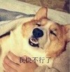柴狗很虚弱的样子 动物 搞笑 我快不行了