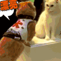 喵星人 可爱 萌宠 猫咪
