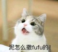 泥怎么 撒fufu的 猫咪 可爱