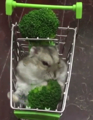 小兔兔 吃东西 搞笑 可爱