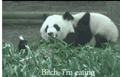 草地 熊猫 玩耍 打闹