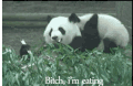 草地 熊猫 玩耍 打闹