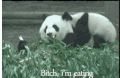 草地 熊猫 玩耍 打闹
