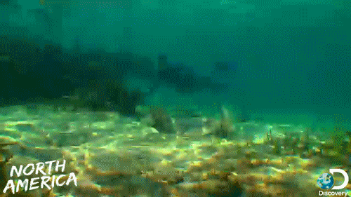 珊瑚 水 纪录片 在水下