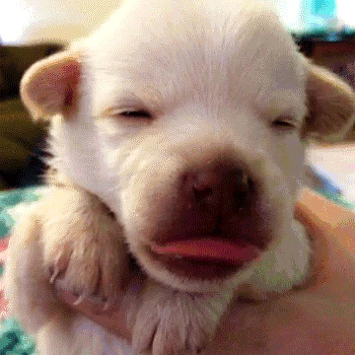 小狗 舌头 困了 睡觉