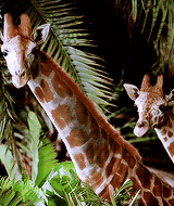 长颈鹿 夜晚 树林 咀嚼 呆 自然 giraffe