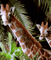 长颈鹿 夜晚 树林 咀嚼 呆 自然 giraffe