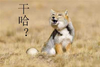 狗狗 张嘴 牙齿 干啥