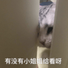 猫咪  门缝  有没有 小姐姐给看啊
