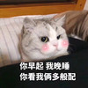 萌宠 猫星人 你早起我晚睡 你看我两多般配 呆萌 可爱