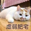 萌宠 喵星人 虚弱肥宅 宅在家 呆萌 可爱