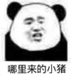 暴漫 文字表情包 哪里来的小猪 搞笑 逗 沙雕