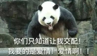 熊猫 国宝 可爱 爱情啊