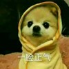 一脸正气 狗狗 可爱 搞笑