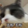 萌宠 猫星人 不听不听 你走开 搞怪 呆萌