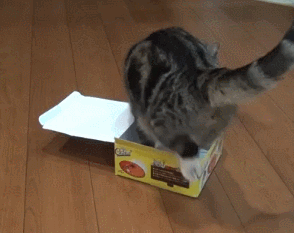 猫 躲盒子 可爱