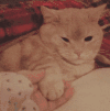 动物 萌宠 猫咪 睡不着 搞笑 可爱