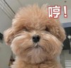 萌宠 汪星人 哼 生气 呆萌 可爱