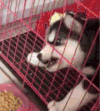 二哈 汪星人 咬