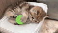 可爱 猫咪 蠢萌 喜欢