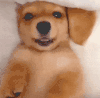 狗狗 有的 可爱 眨眼 萌宠