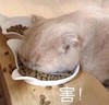 萌宠 猫星人 害 嫌弃 呆萌 可爱