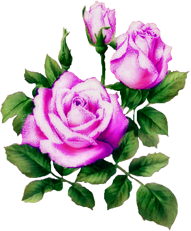 粉色 三朵 绿叶 玫瑰