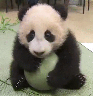 熊猫 宝宝 可爱 卖萌