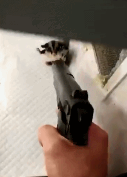 小松鼠 可爱 拿枪 害怕