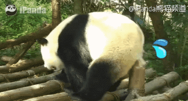 熊猫 国宝 蹭 大熊猫