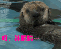 海濑 呀辣眼睛