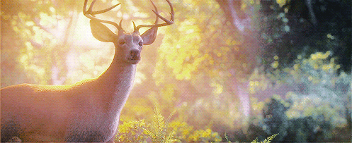 阳光 大鹿 可爱 树林