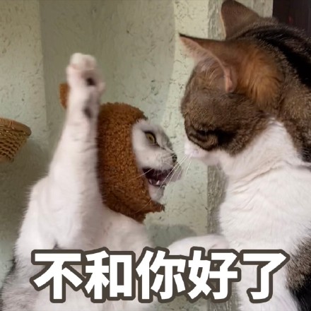 萌宠 喵星人 不和你好了 打你 呆萌 可爱