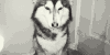 哈士奇 Siberian husky